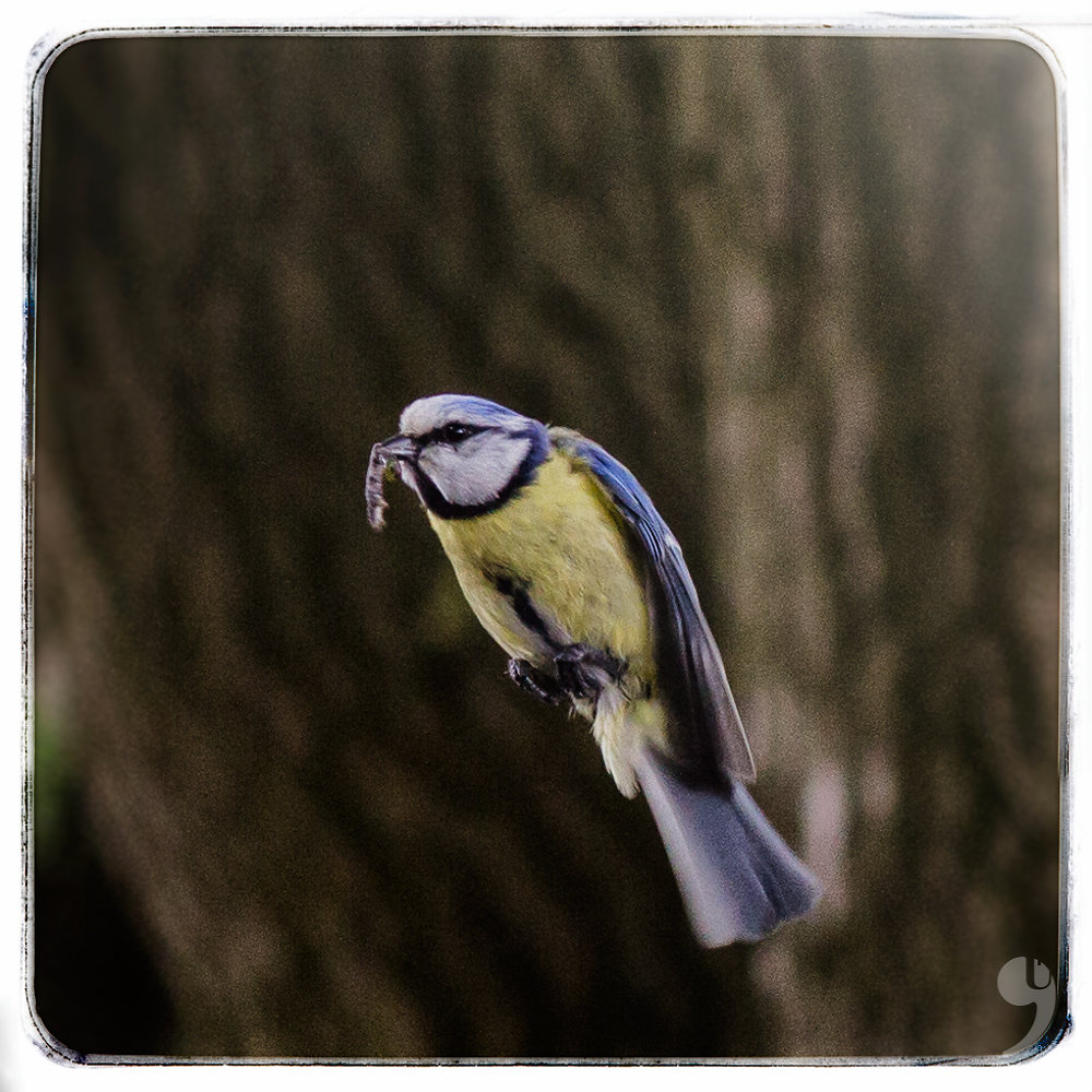 Blaumeise im Anflug3