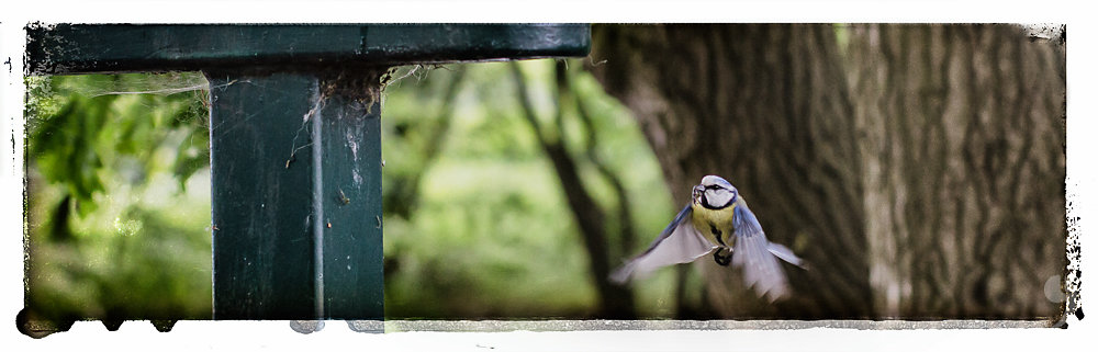 Blaumeise im Anflug2