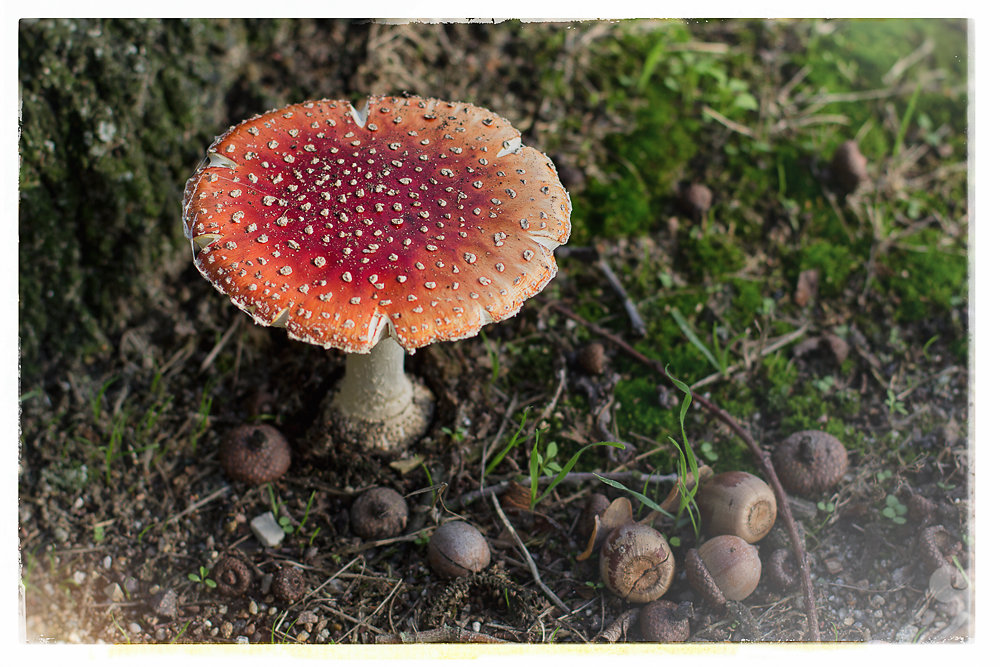 fly agaric