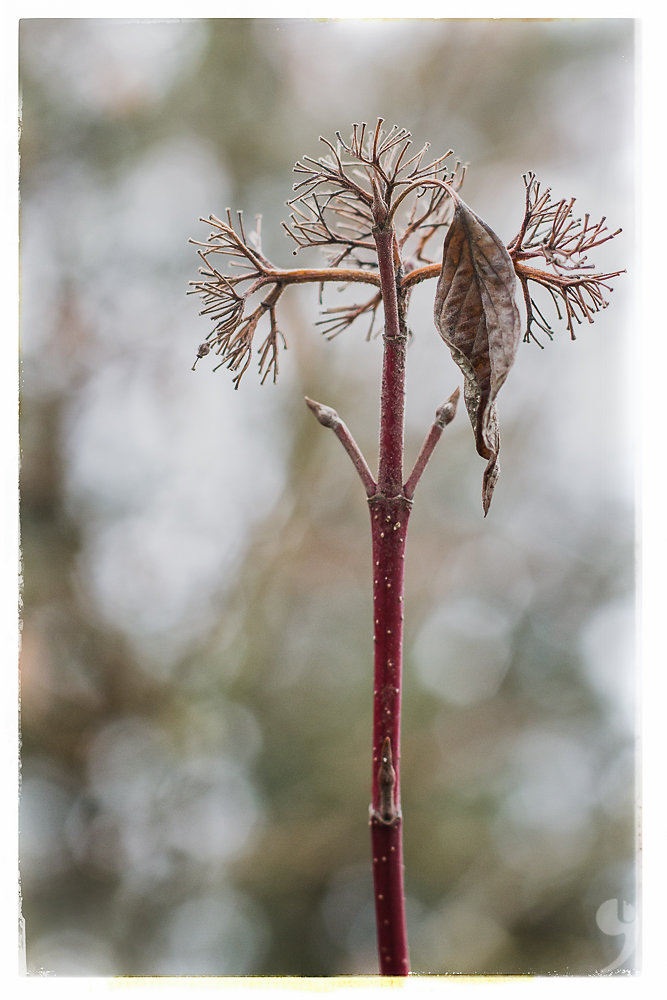 last leaf