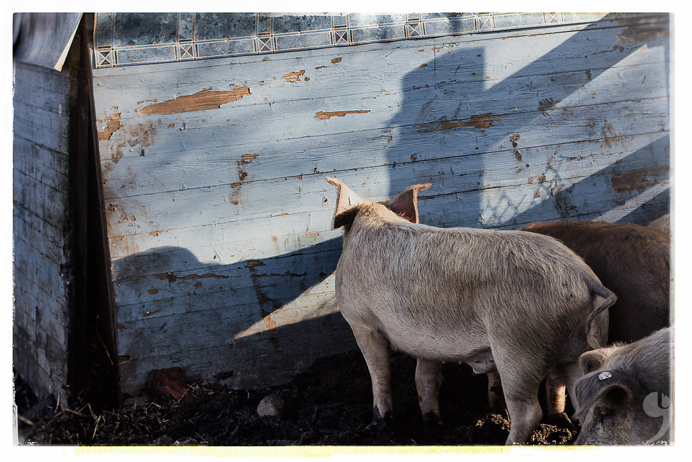 pig with elefant shadow