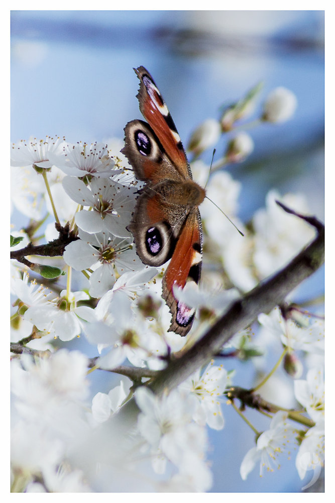 Butterfly in spring II